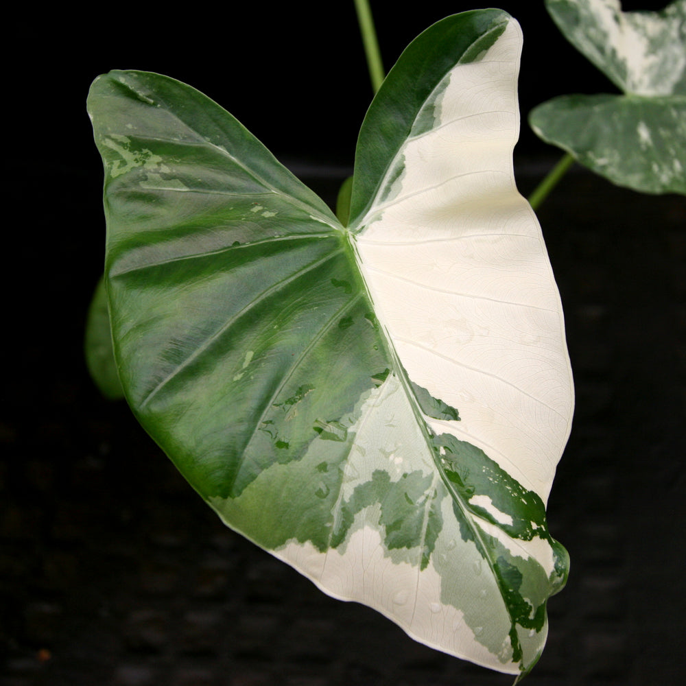 Alocasia macrorrhiza variegata albo, Giant Taro