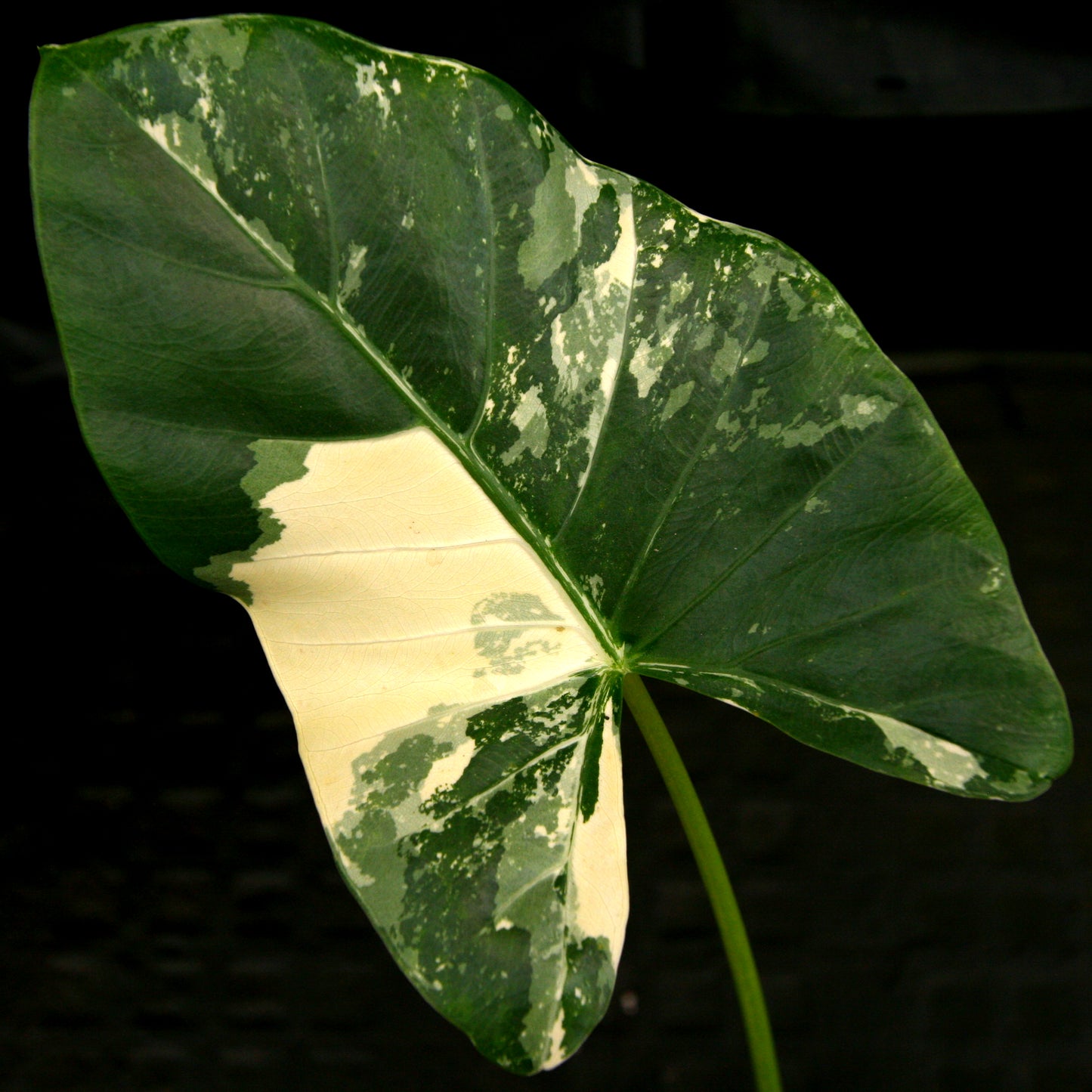 Alocasia macrorrhiza variegata albo, Giant Taro