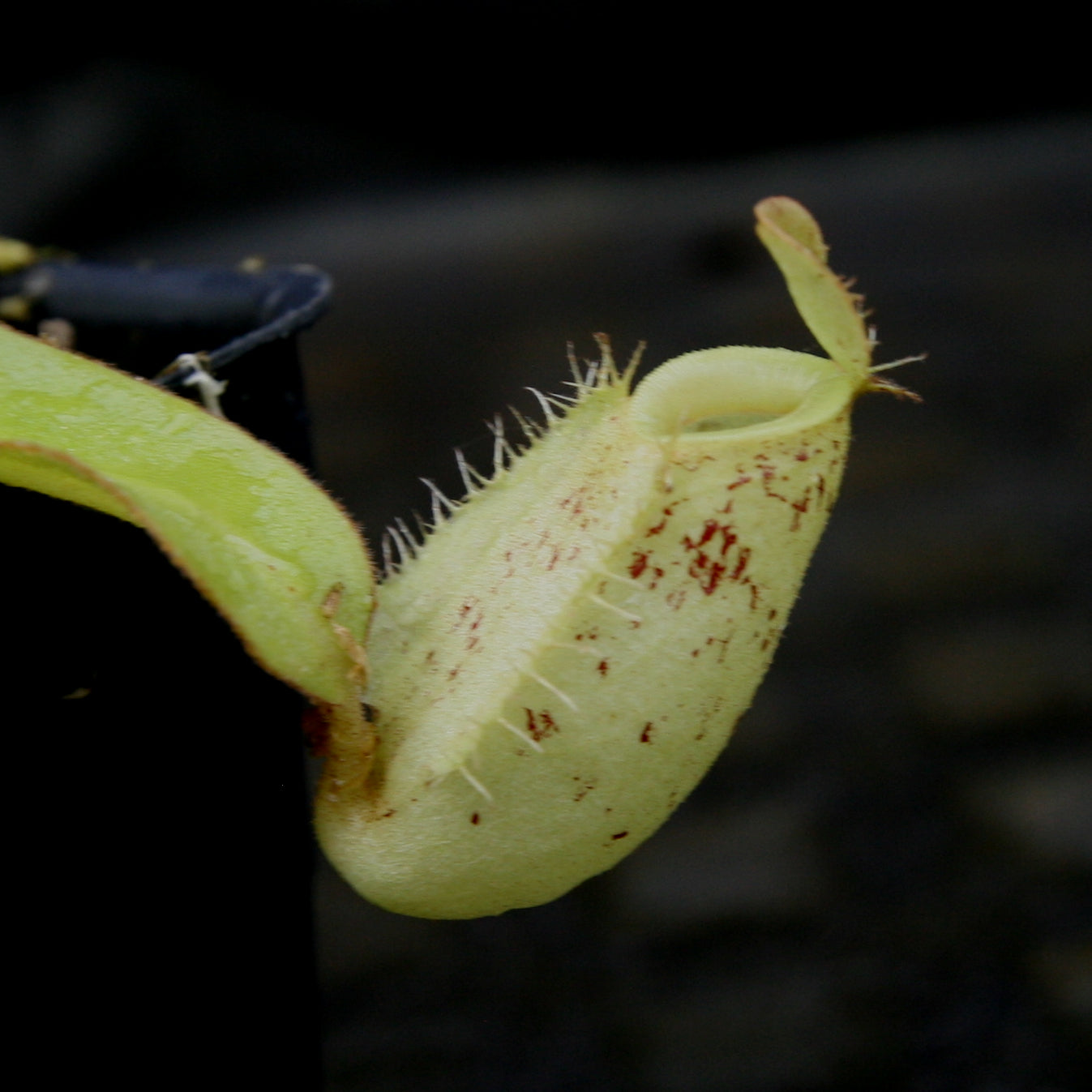 Nepenthes ampullaria red with green peristome, CAR-0220, pitcher plant, carnivorous plant, collectors plant, large pitchers, rare plants