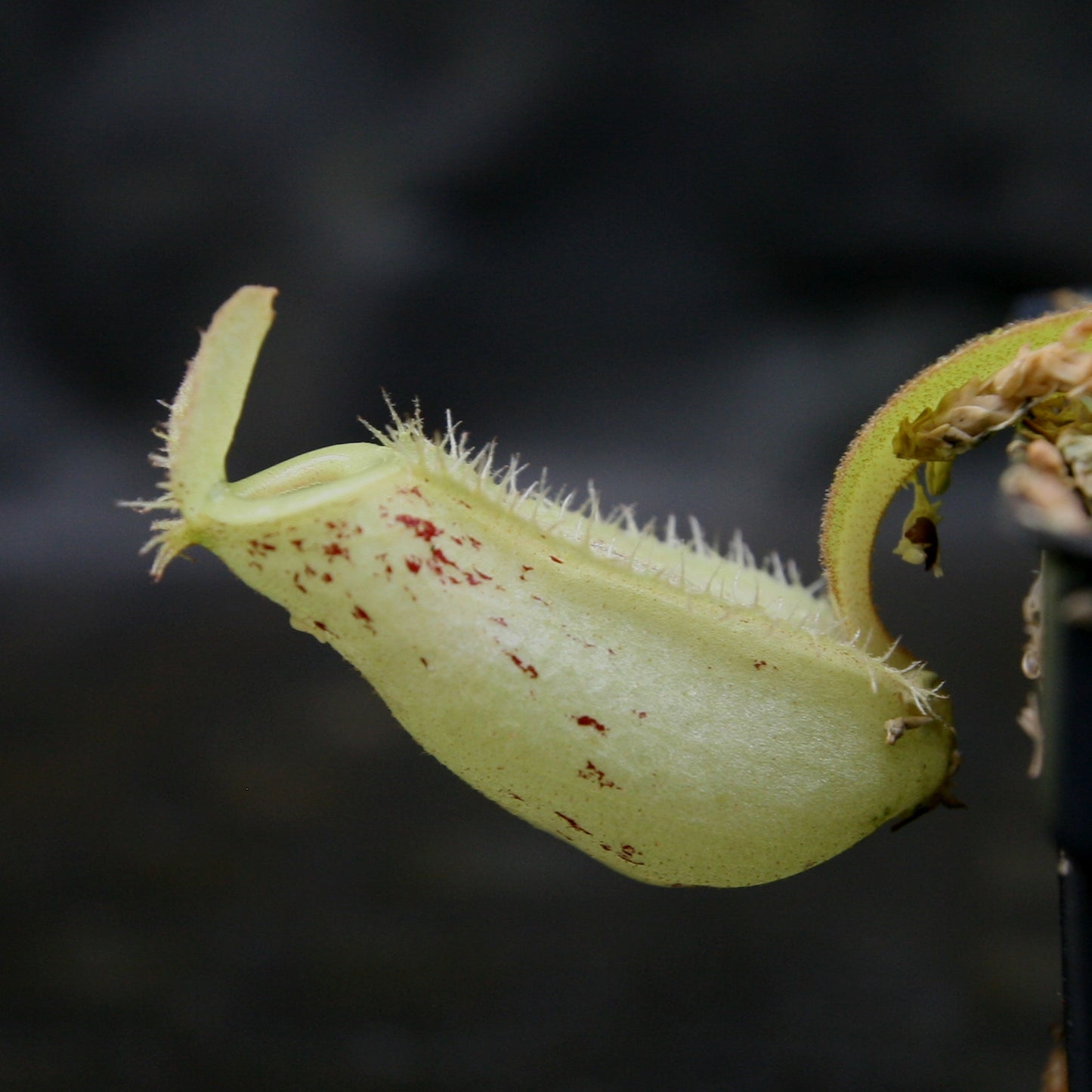 Nepenthes ampullaria red with green peristome, CAR-0220, pitcher plant, carnivorous plant, collectors plant, large pitchers, rare plants