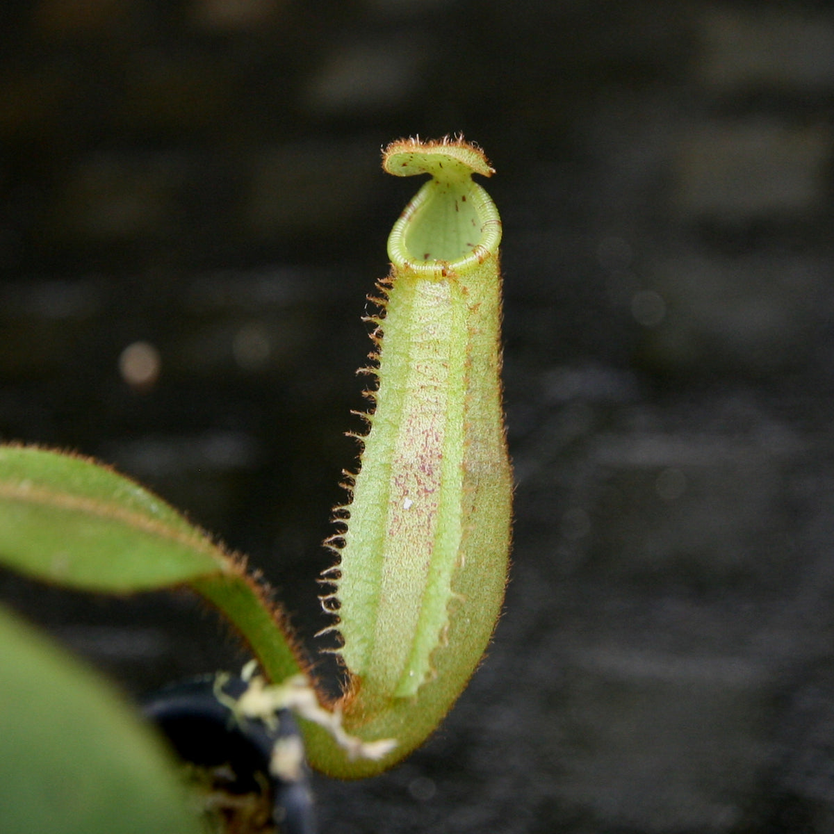 Nepenthes platychila HM x (truncata x maxima), CAR-0223 – Carnivero