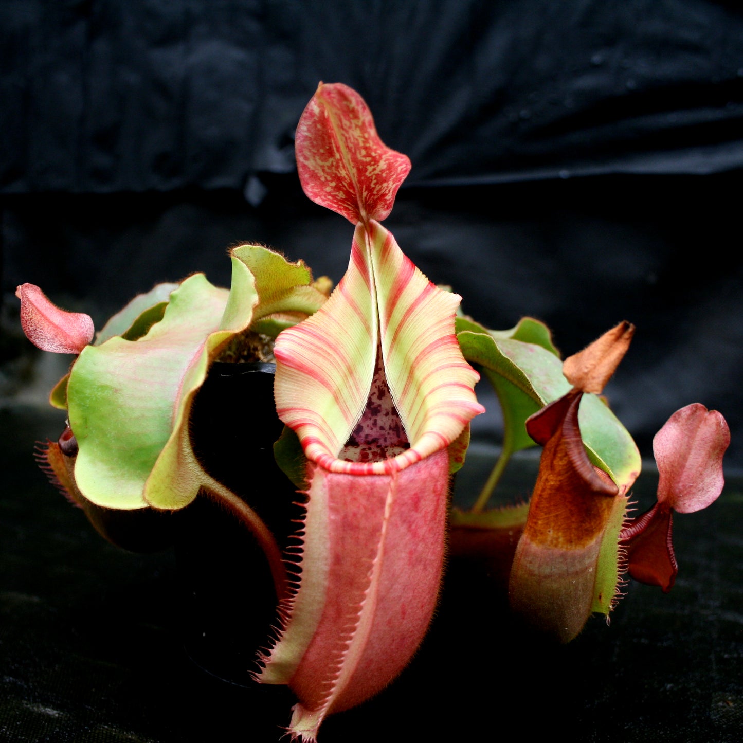 Nepenthes veitchii ("Psychedelic" x "Pink Candy Cane"), CAR-0126