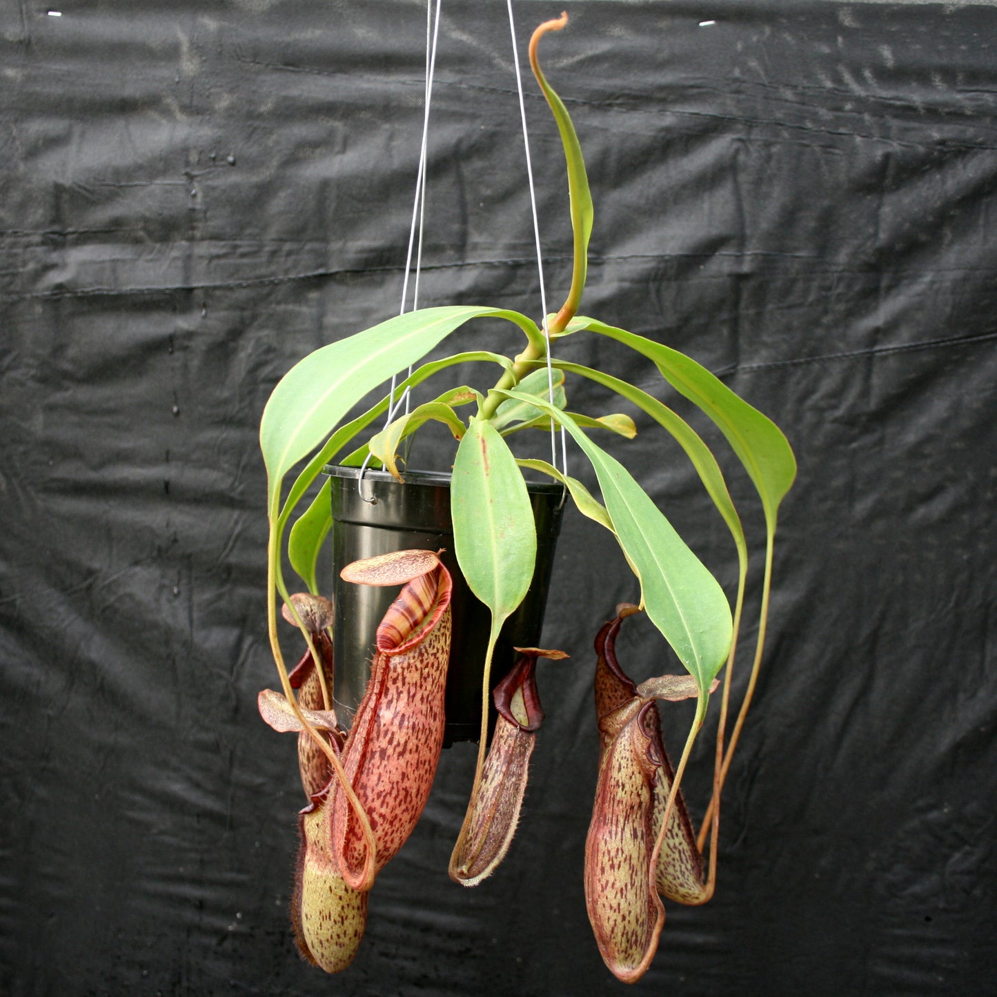 Nepenthes Song of Melancholy x (spectabilis x talangensis), CAR-0043