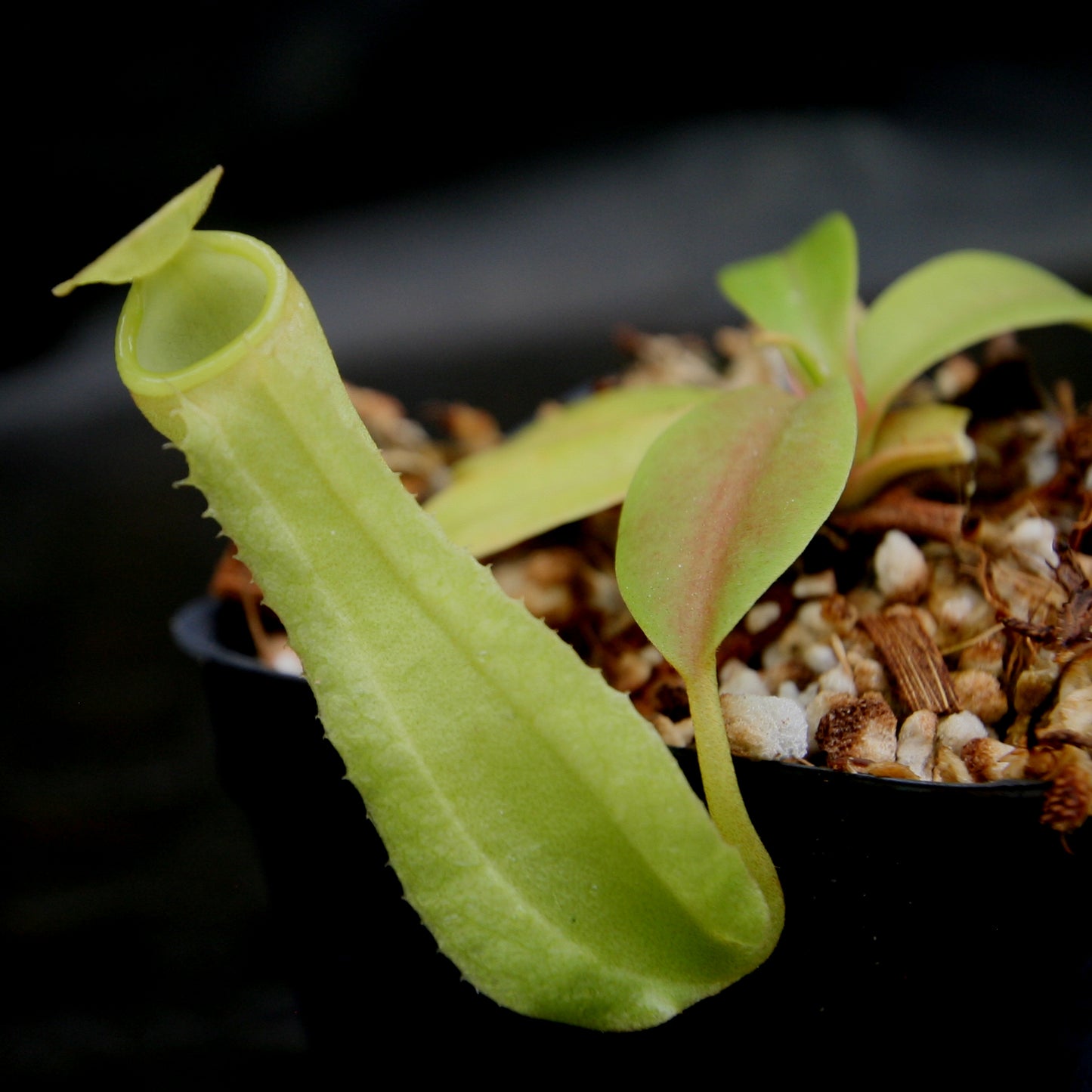 Nepenthes reinwardtiana