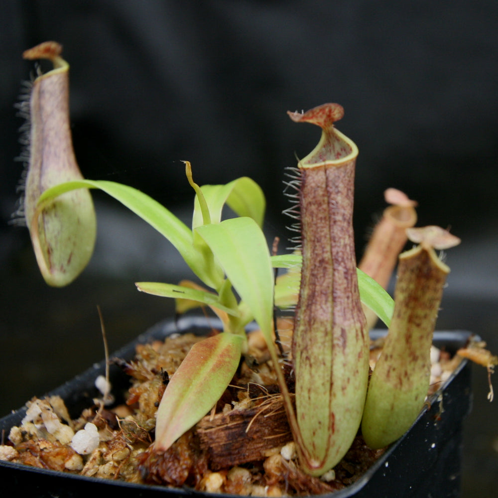 Nepenthes gracilis, BE-4060