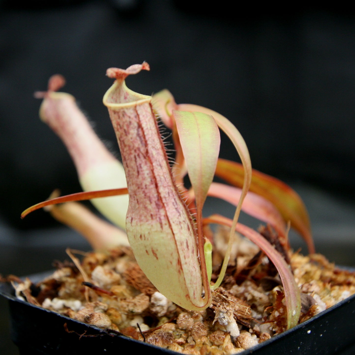 Nepenthes gracilis, BE-4060