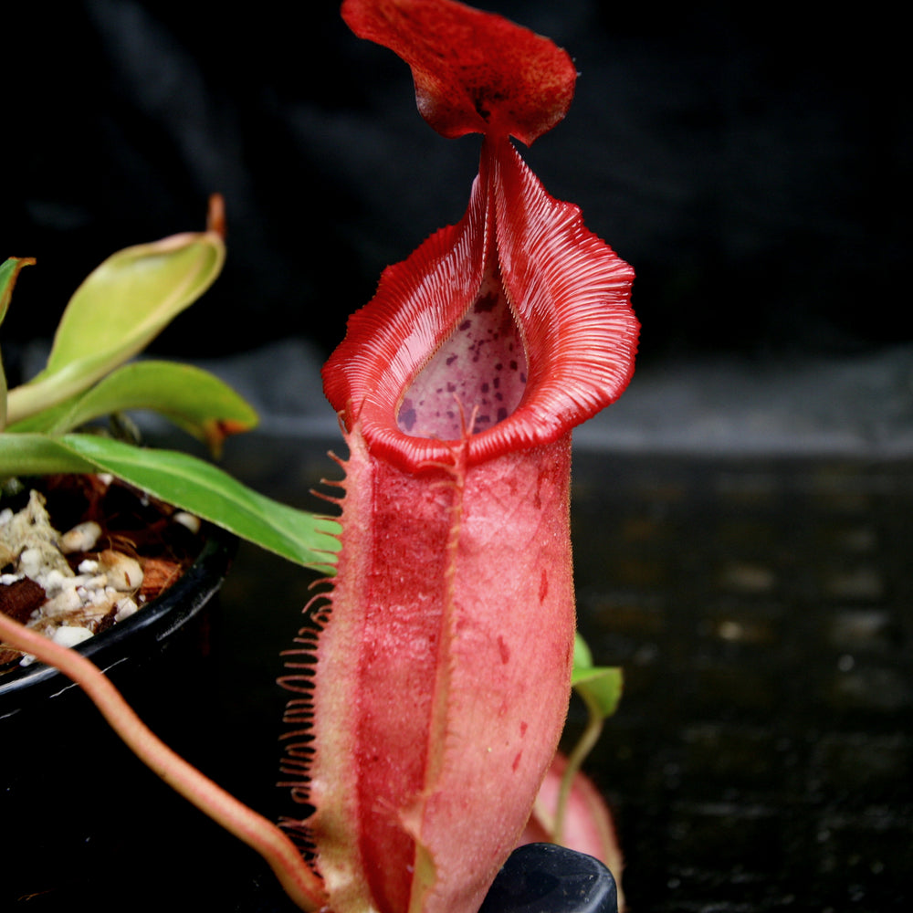 Nepenthes veitchii 