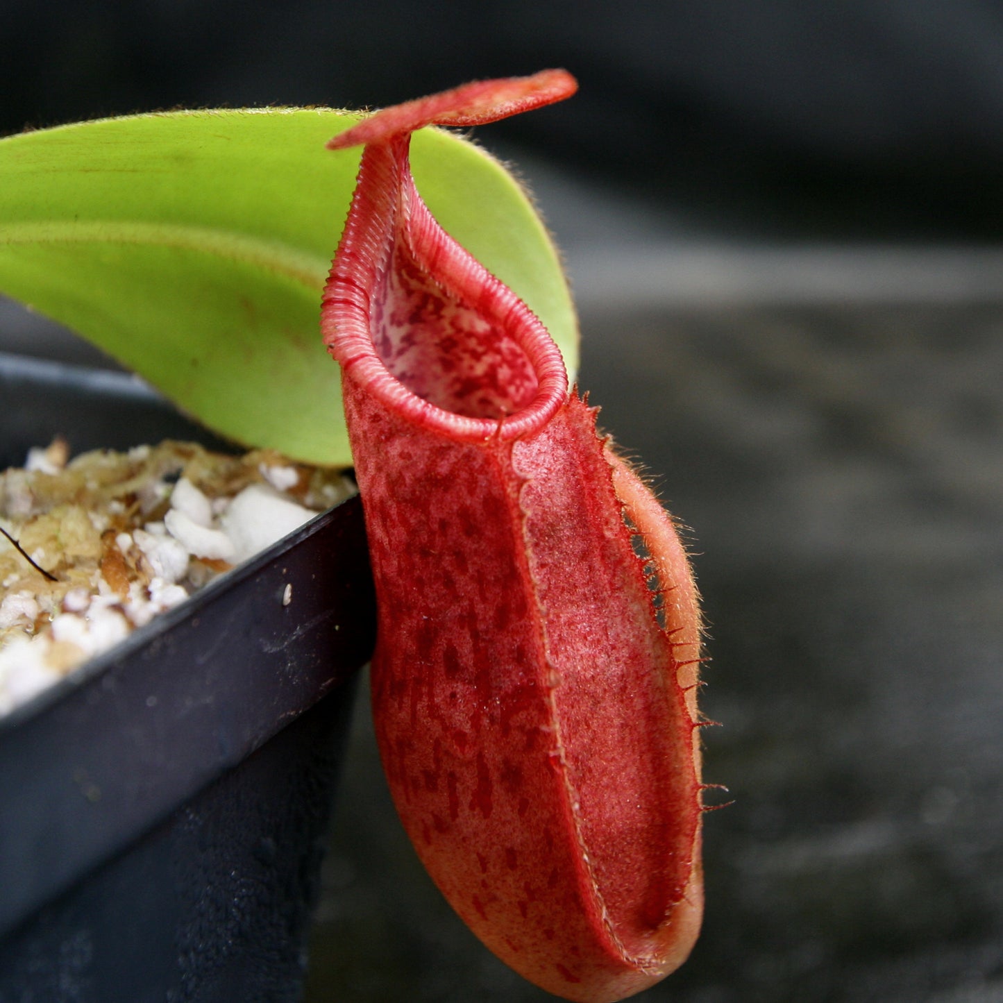 Nepenthes densiflora x veitchii, BE-4037