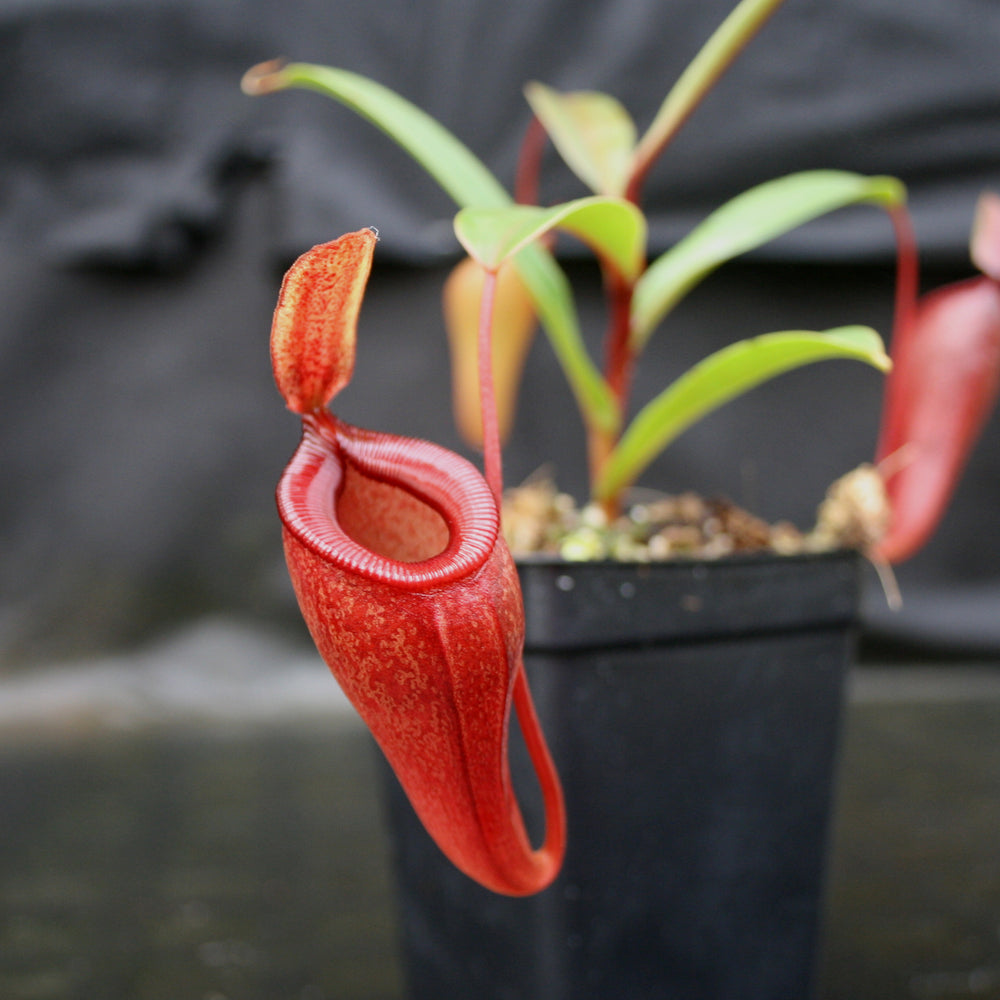 Nepenthes jamban x dubia