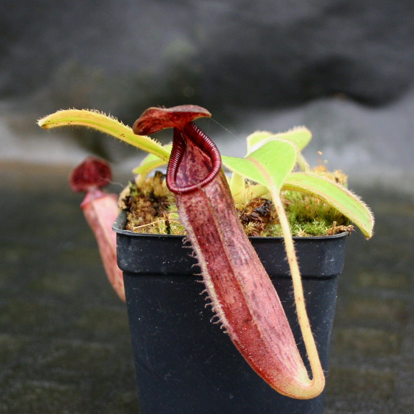 Nepenthes glandulifera x lowii