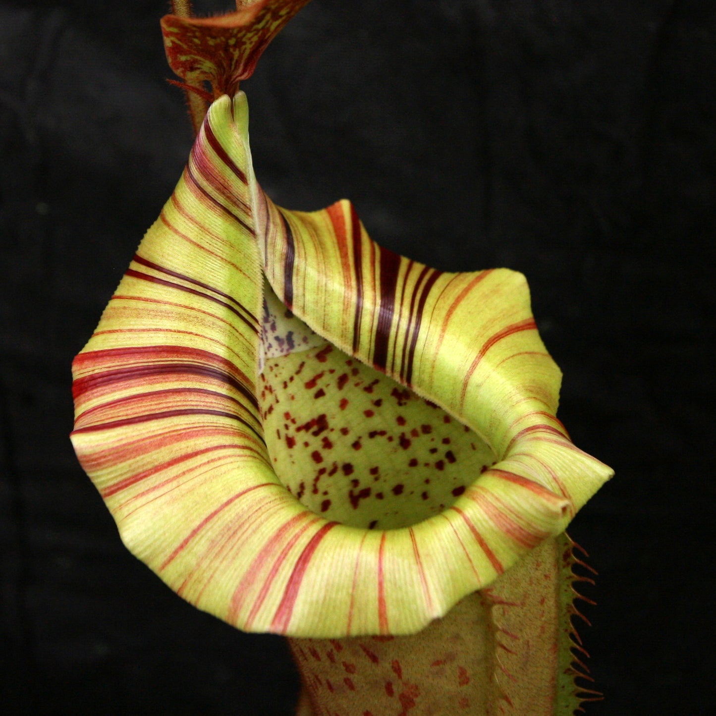 Nepenthes veitchii "Big Mama" x platychila "white", CAR-0031, pitcher plant, carnivorous plant, collectors plant, large pitchers, rare plants