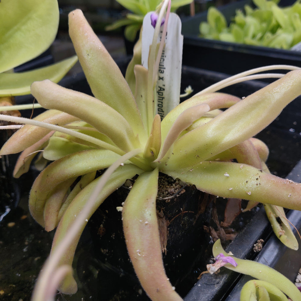 Pinguicula 'Aphrodite' mexican butterwort, Butterwort, carnivorous plant, gnat eating plant, beginner plant, fungus gnat eating plant, easy to grow, ping, Mexican butterwort, ping plant