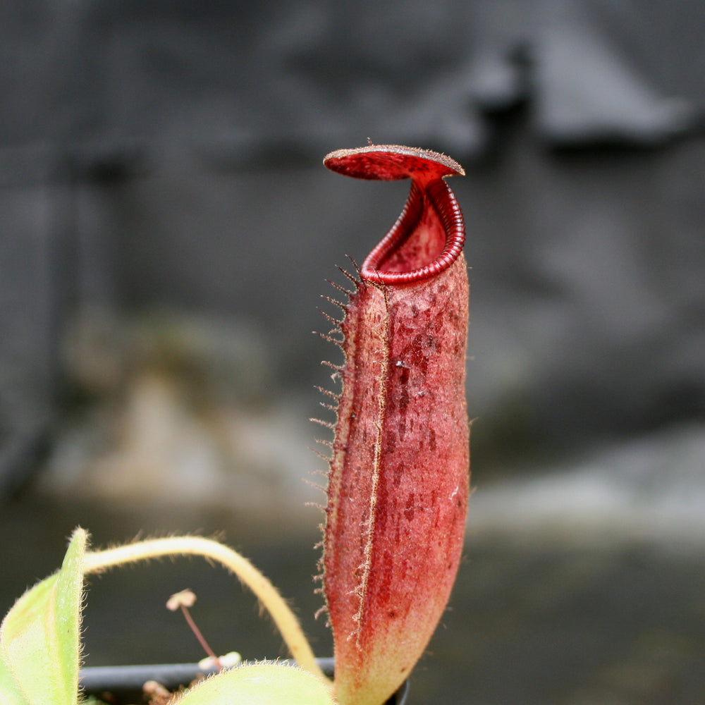 Nepenthes glandulifera x lowii