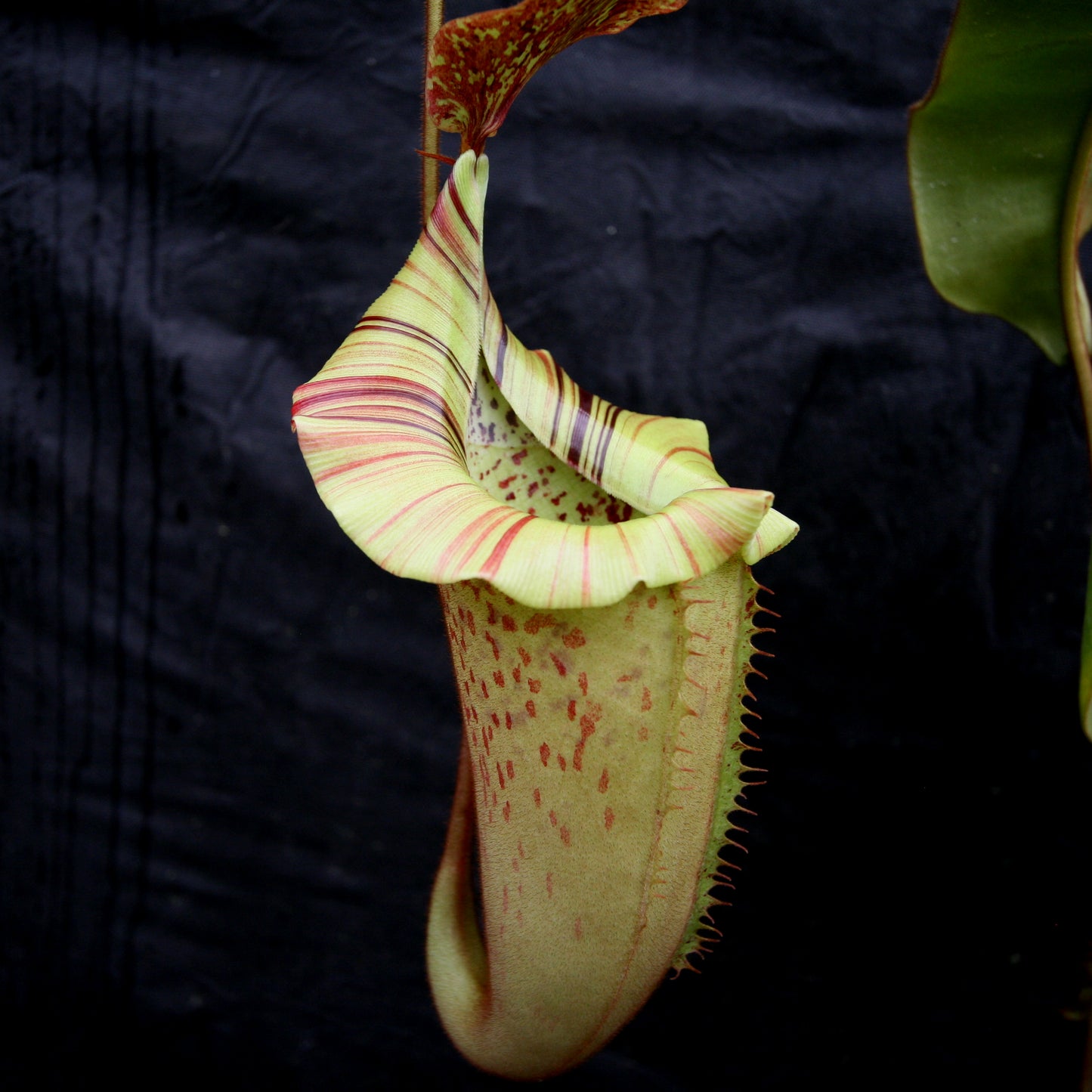 Nepenthes veitchii "Big Mama" x platychila "white", CAR-0031, pitcher plant, carnivorous plant, collectors plant, large pitchers, rare plants