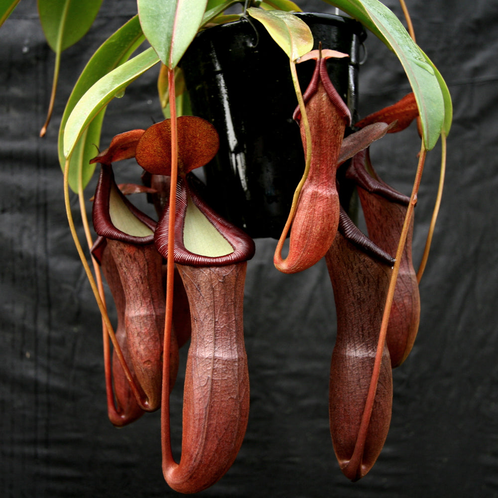 Nepenthes ventricosa x (izumiae x remispina), CAR-0139, pitcher plant, carnivorous plant, collectors plant, large pitchers, rare plants 