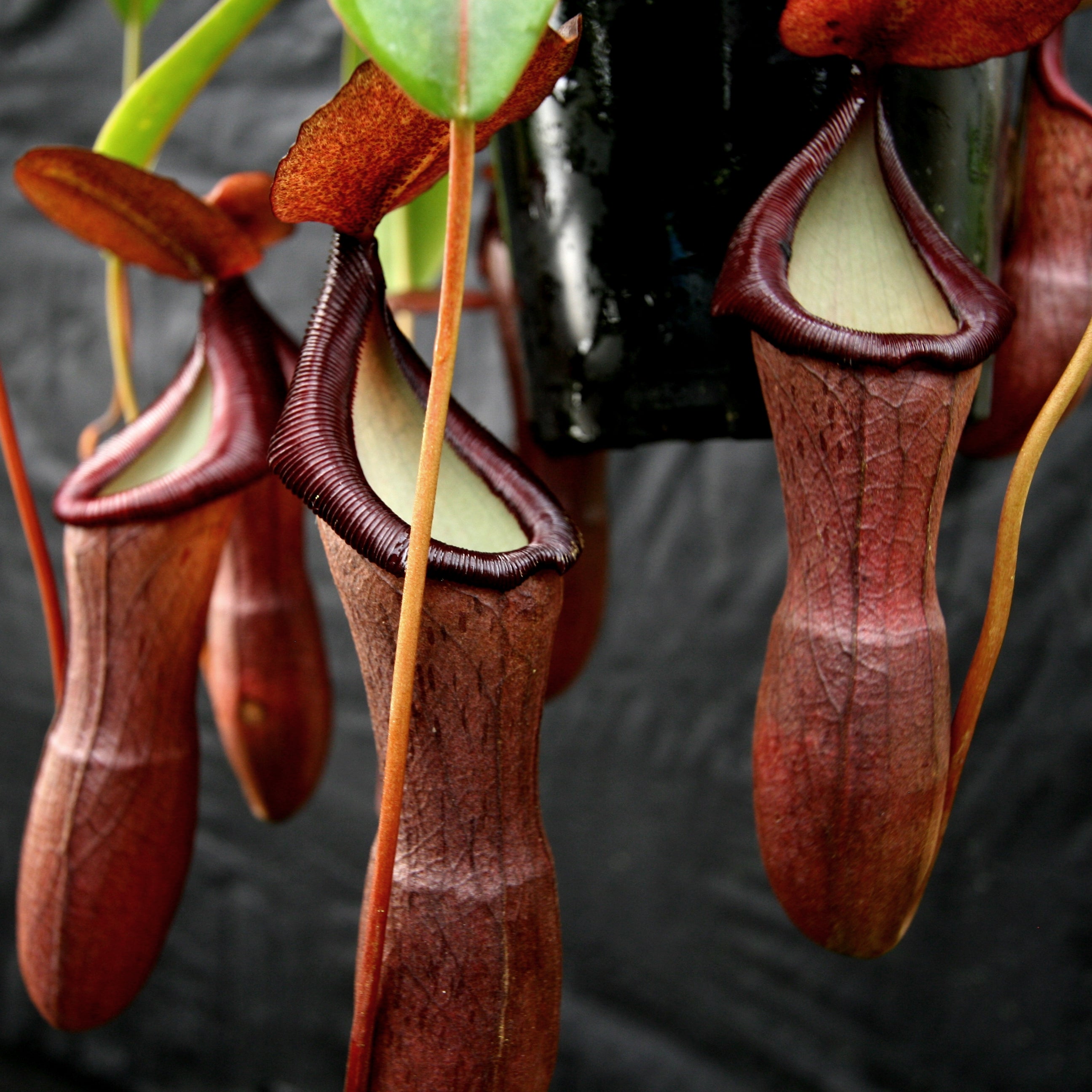 Nepenthes ventricosa x (izumiae x ramispina), CAR-0139 – Carnivero