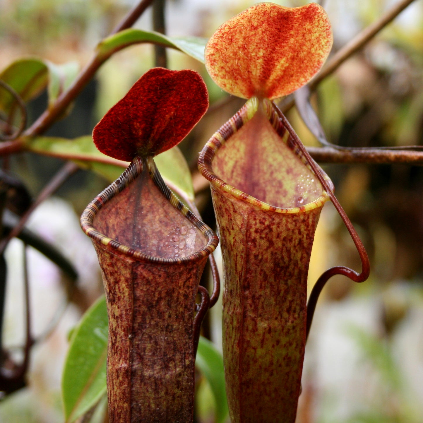 Nepenthes muluensis x lowii, BE-3128