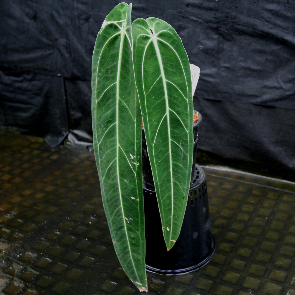 
                      
                        Anthurium warocqueanum, Queen Anthurium
                      
                    