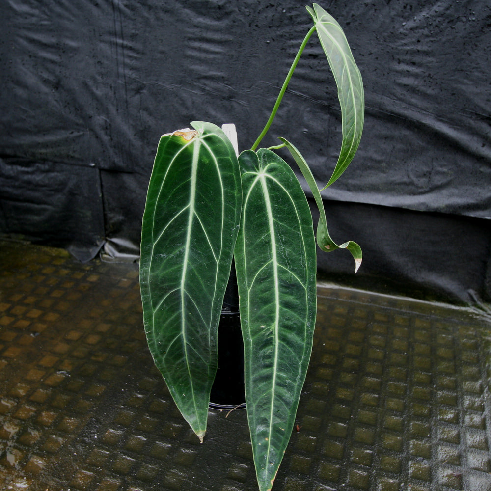 
                      
                        Anthurium warocqueanum, Queen Anthurium
                      
                    