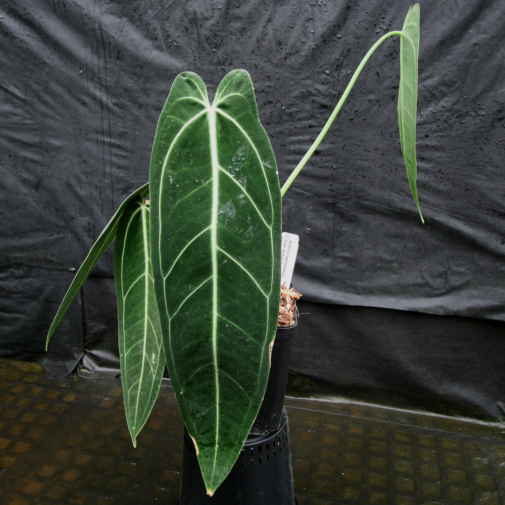 
                      
                        Anthurium warocqueanum, Queen Anthurium
                      
                    