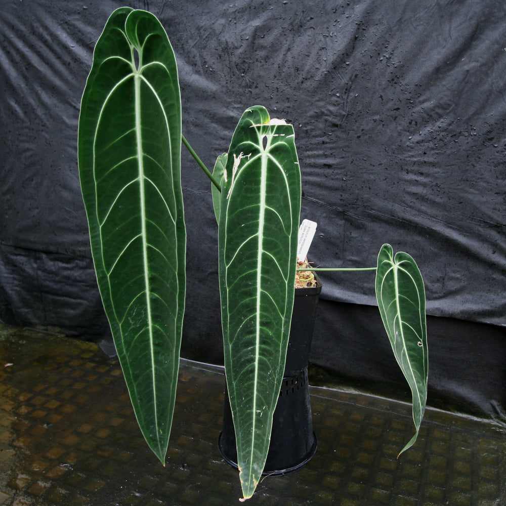 
                      
                        Anthurium warocqueanum, Queen Anthurium
                      
                    