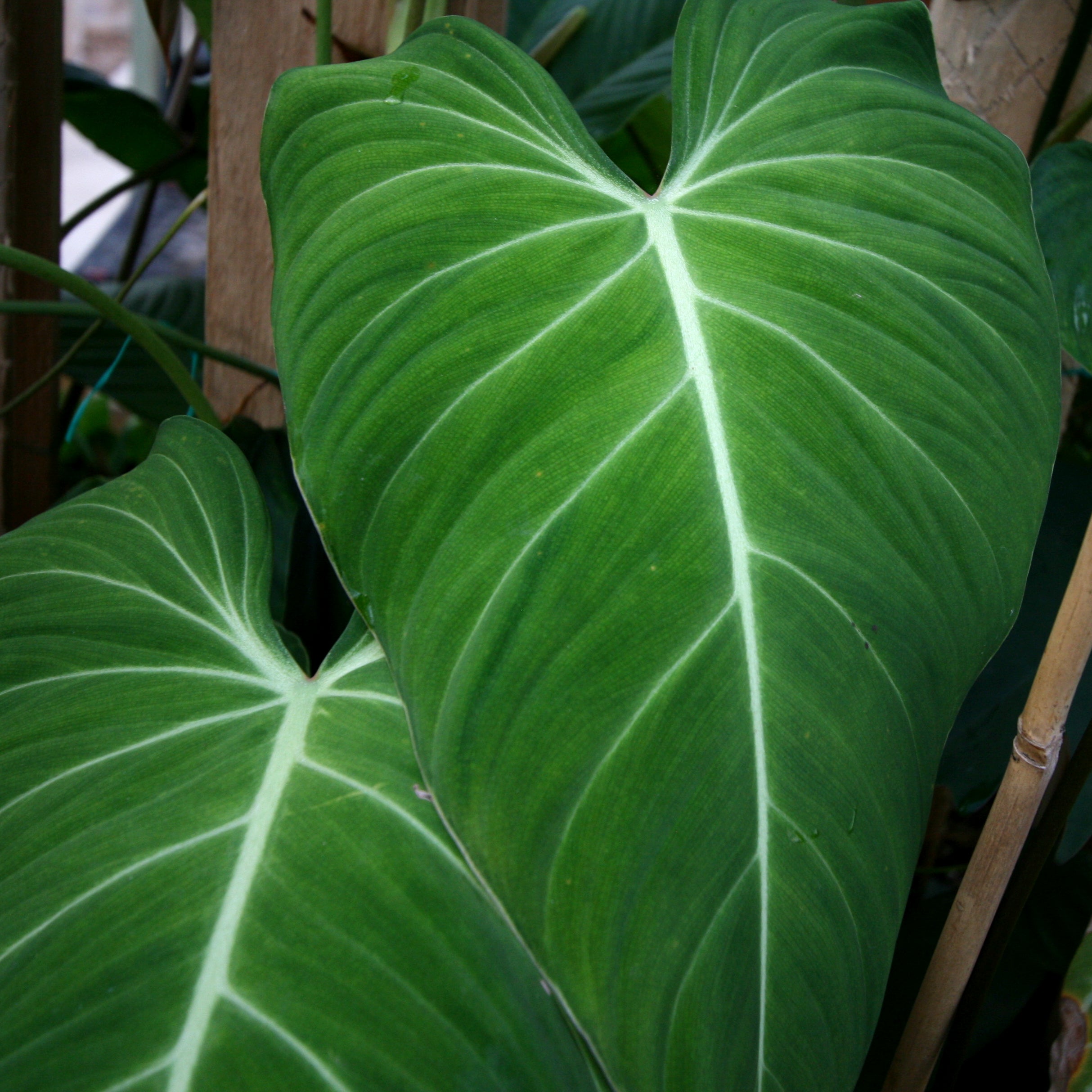 Philodendron – Carnivero