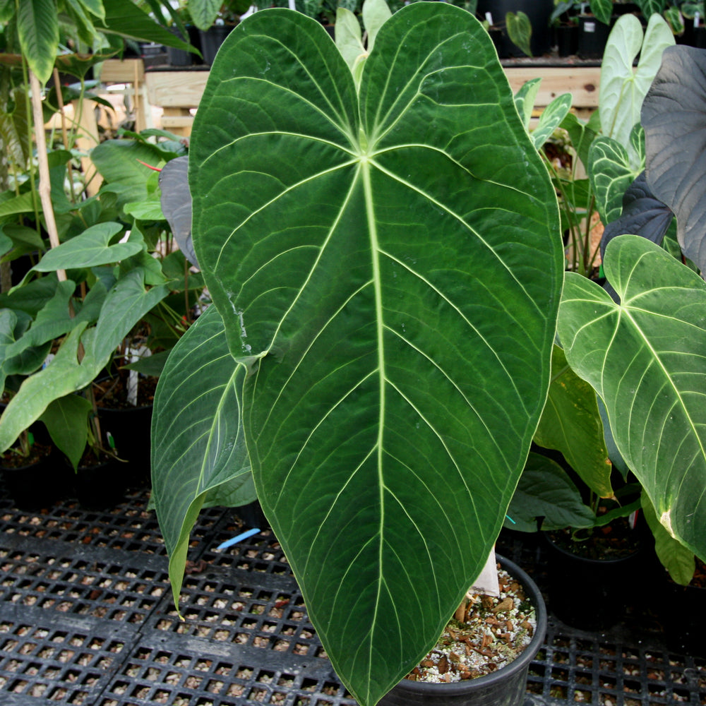 Anthurium aff. cirinoi 