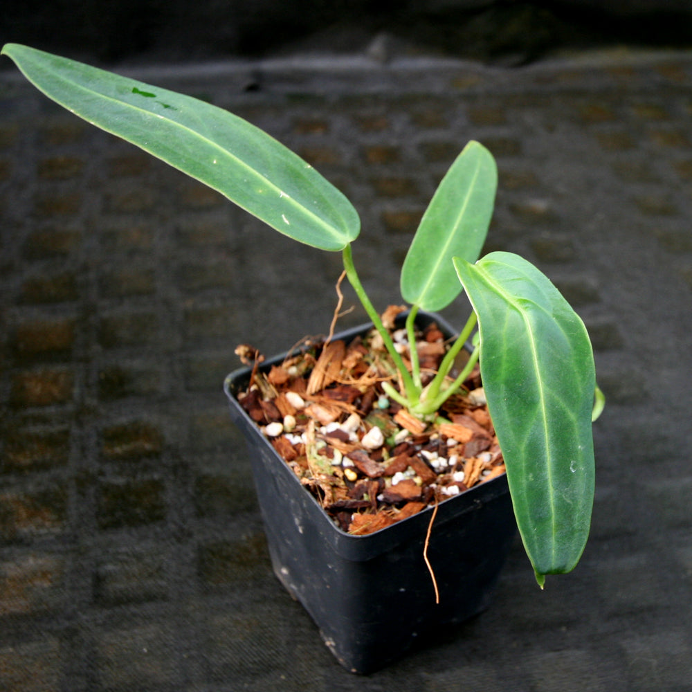 
                      
                        Anthurium warocqueanum, Queen Anthurium
                      
                    