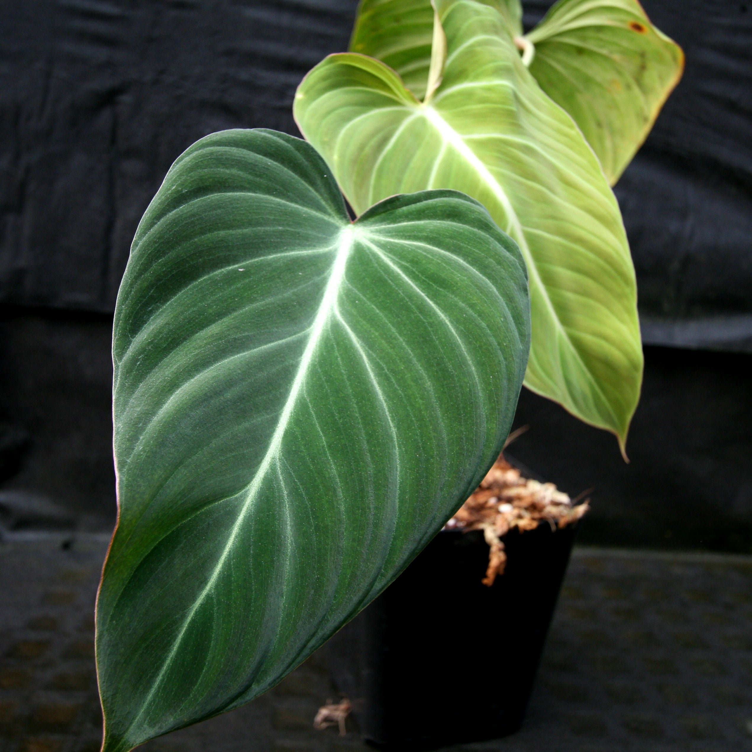 Philodendron – Carnivero