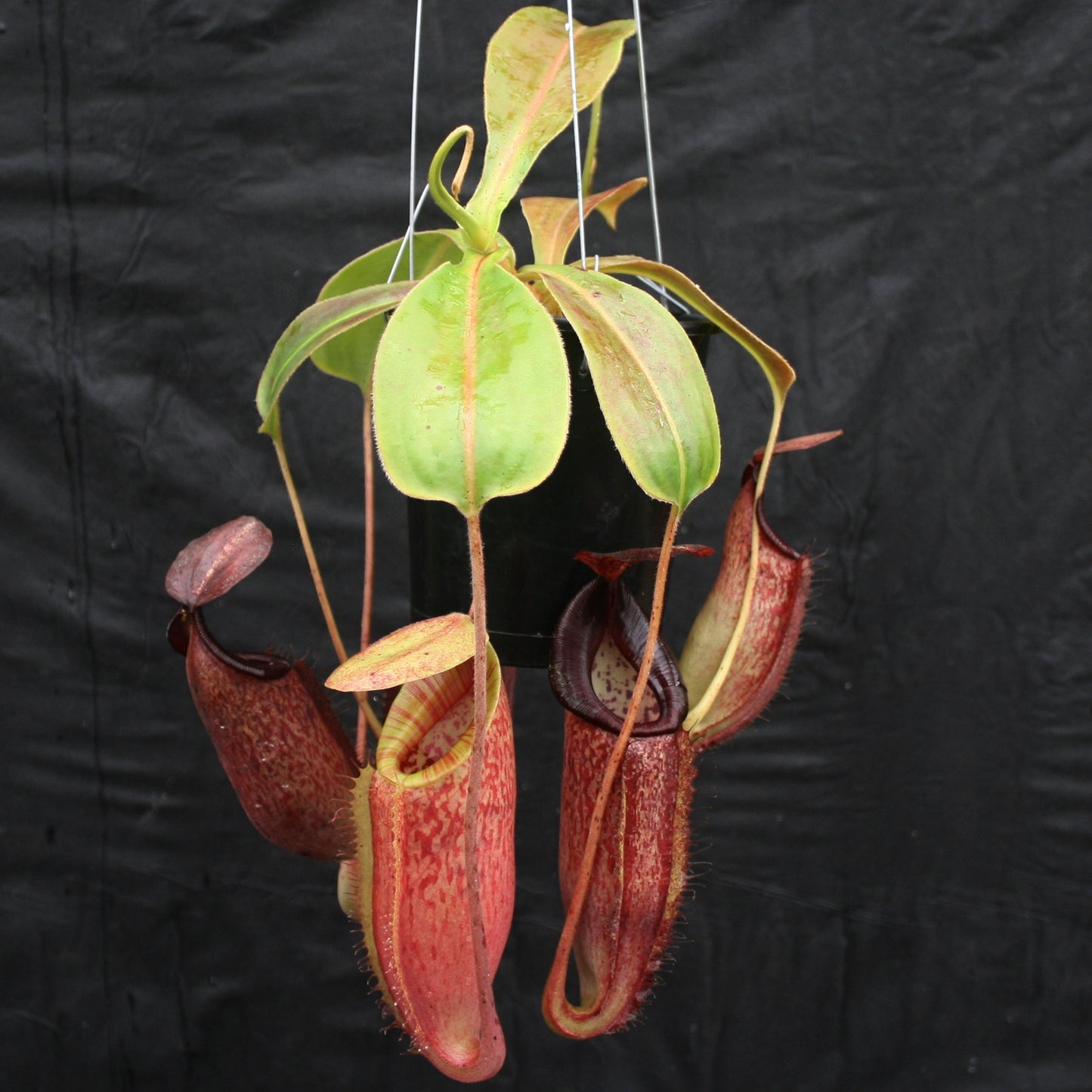 Nepenthes glandulifera x (spathulata x jacquelineae) "BE Best", CAR-0066, pitcher plant, carnivorous plant, collectors plant, large pitchers, rare plants 