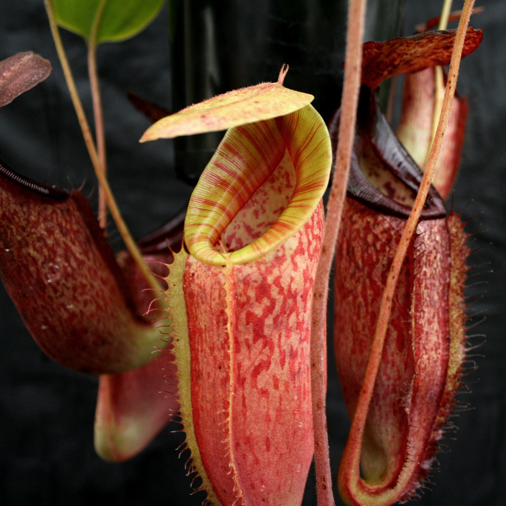 Nepenthes glandulifera x (spathulata x jacquelineae) 