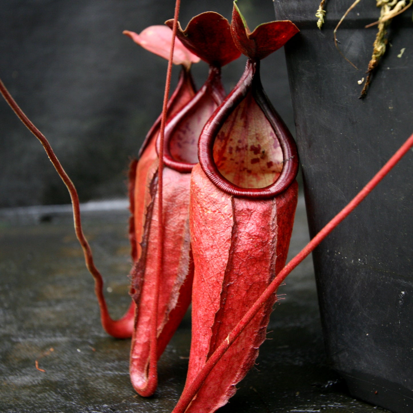 Nepenthes Viking x sumatrana