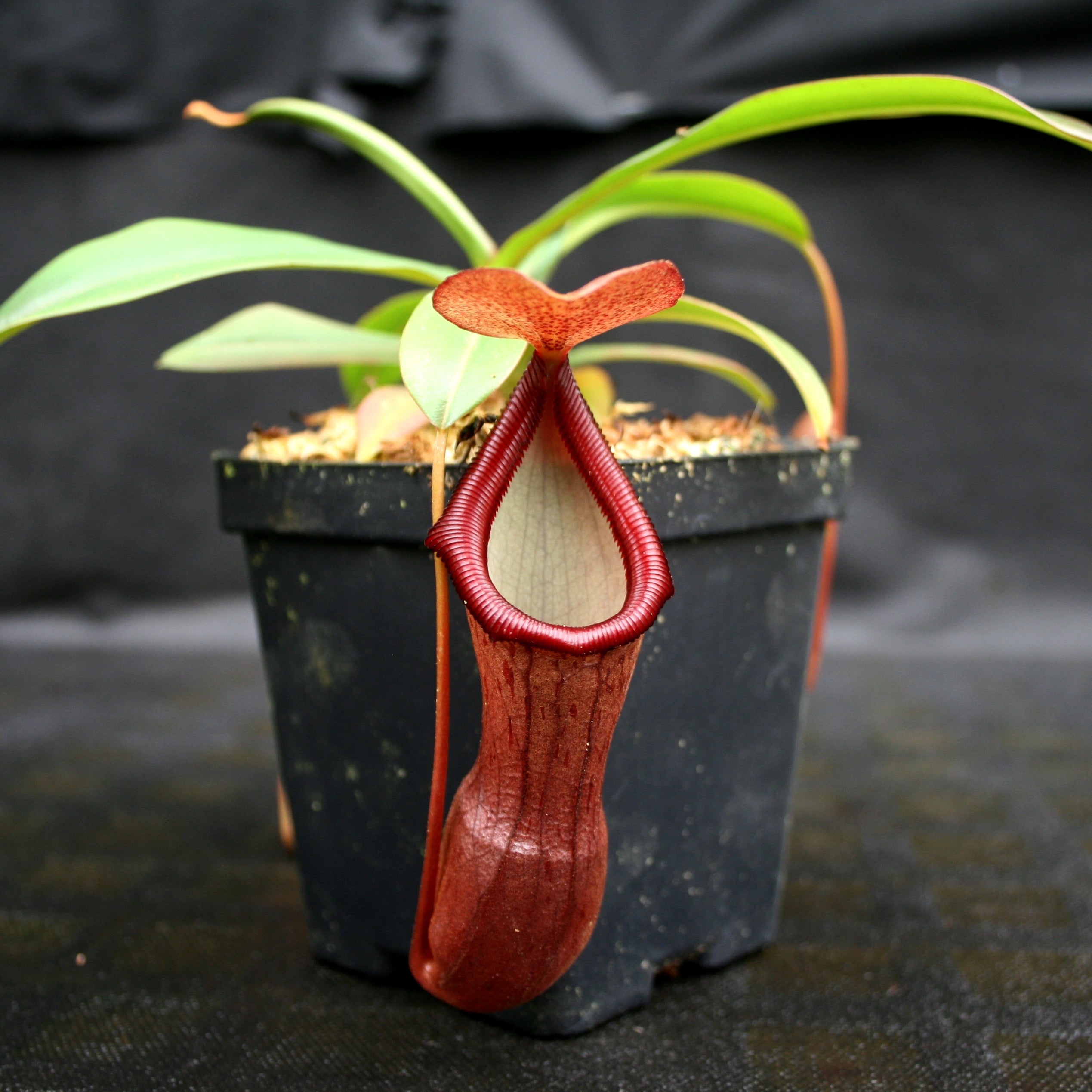 Nepenthes ventricosa x (izumiae x ramispina), CAR-0139 – Carnivero