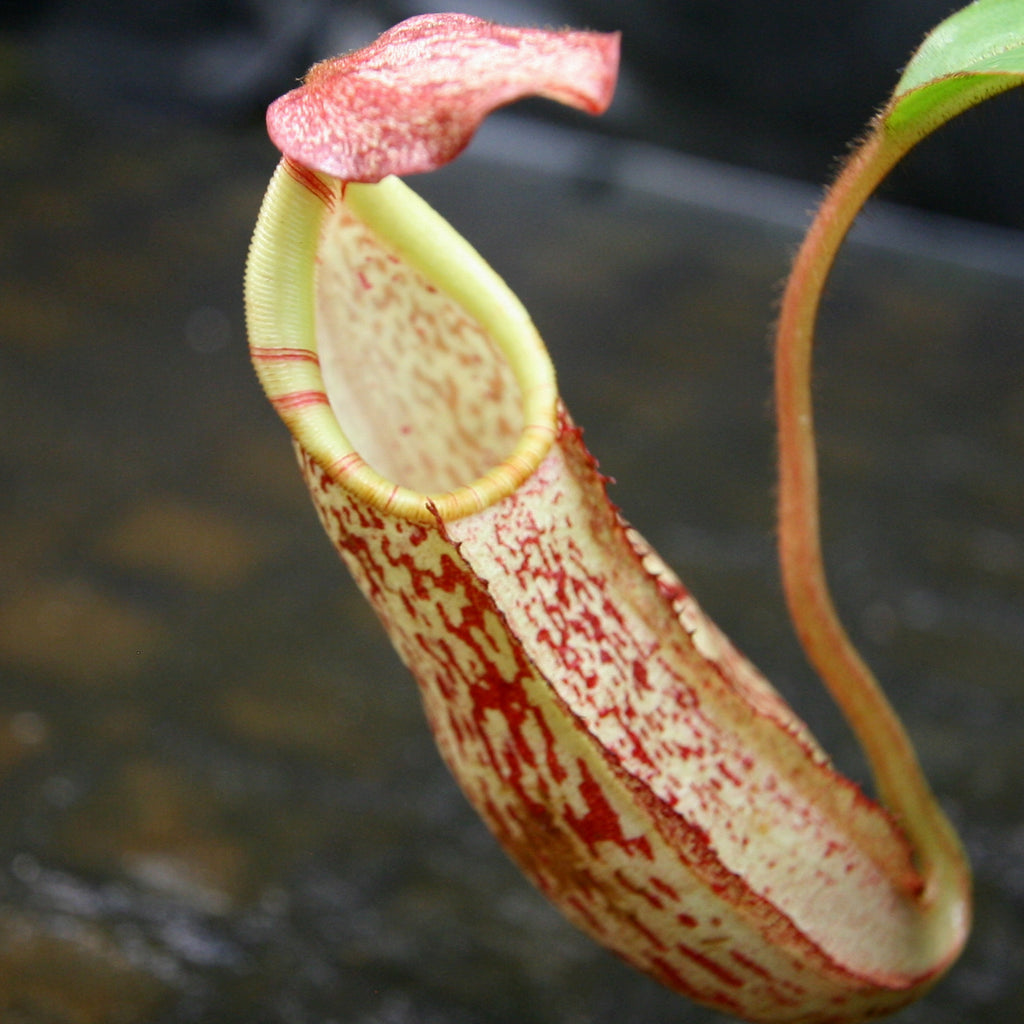 Nepenthes spectabilis x veitchii – Carnivero