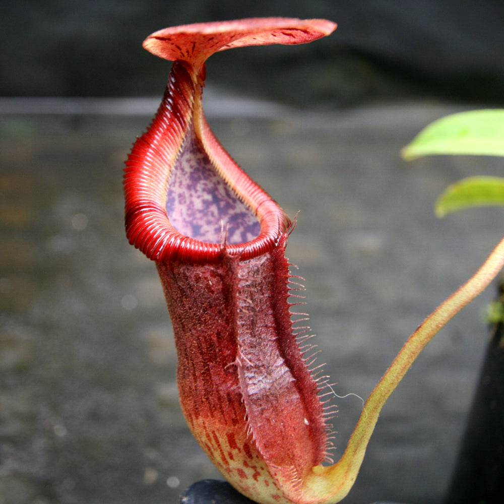 
                      
                        Nepenthes singalana x (burbidgeae x edwardsiana), BE-3984
                      
                    