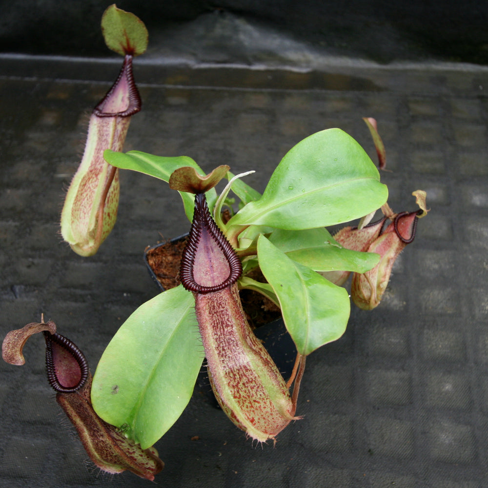 Nepenthes hamata Tambusisi x truncata (c), CAR-0120