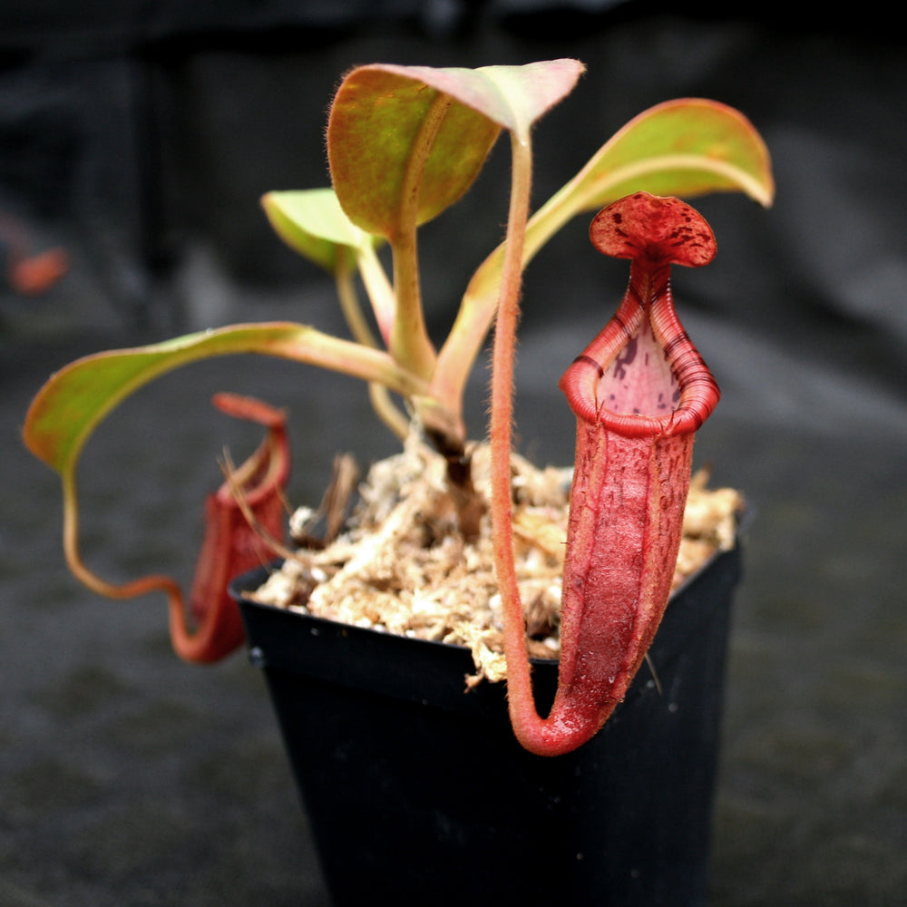 
                      
                        Nepenthes (veitchii x mira) x (burbidgeae x edwardsiana)
                      
                    