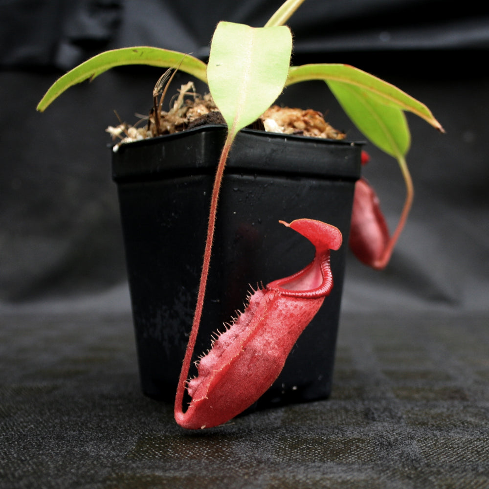 
                      
                        Nepenthes (veitchii x mira) x (burbidgeae x edwardsiana)
                      
                    