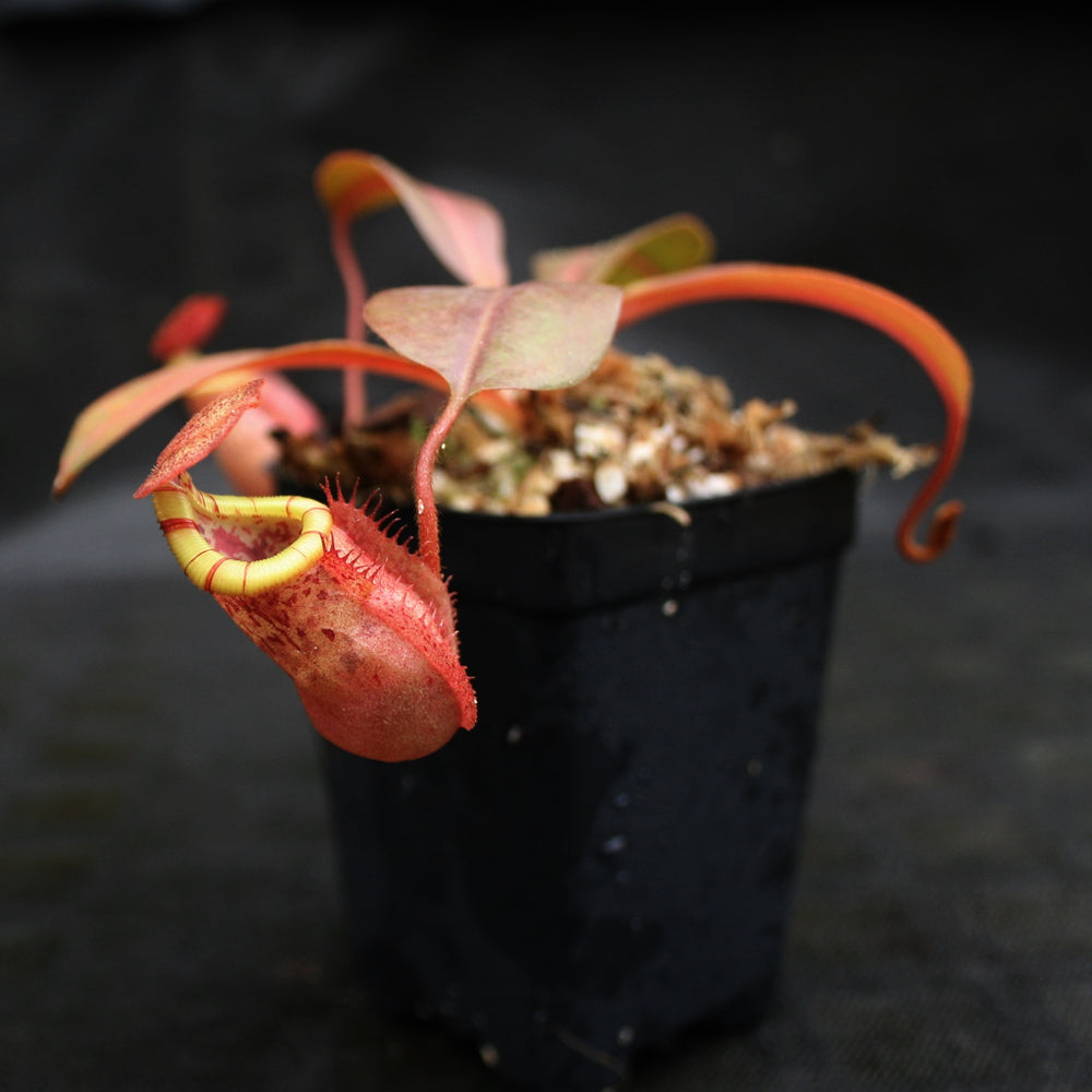 
                      
                        Nepenthes (veitchii x mira) x (burbidgeae x edwardsiana)
                      
                    