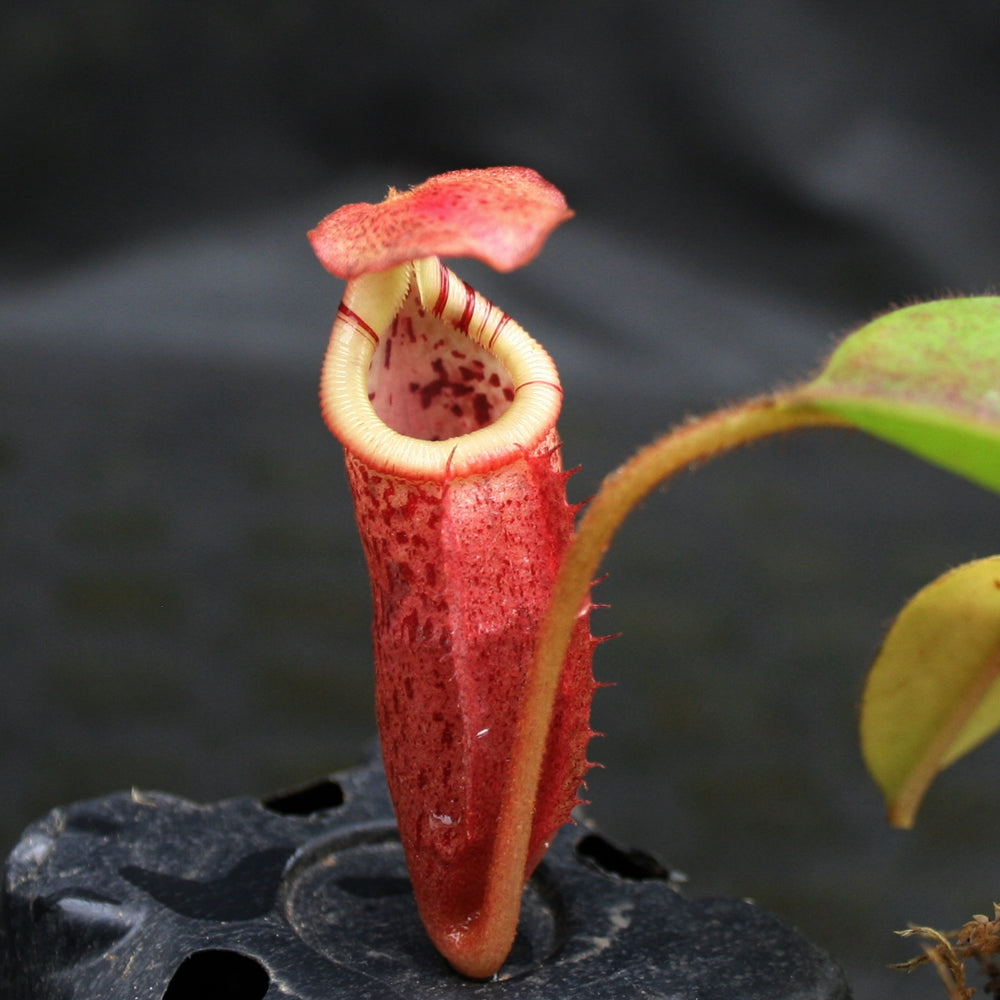 
                      
                        Nepenthes (veitchii x mira) x (burbidgeae x edwardsiana)
                      
                    