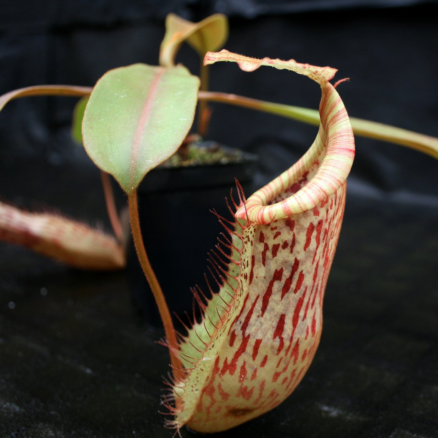 Nepenthes smilesii x platychila, CAR-0115