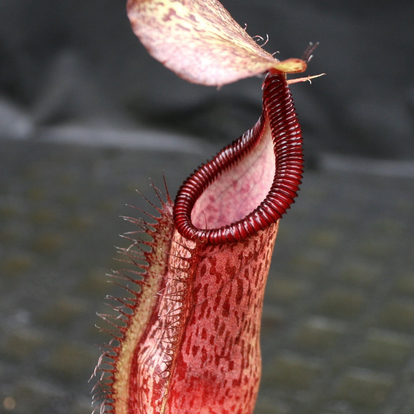 Nepenthes singalana Belirang x (singalana x diabolica), CAR-0111