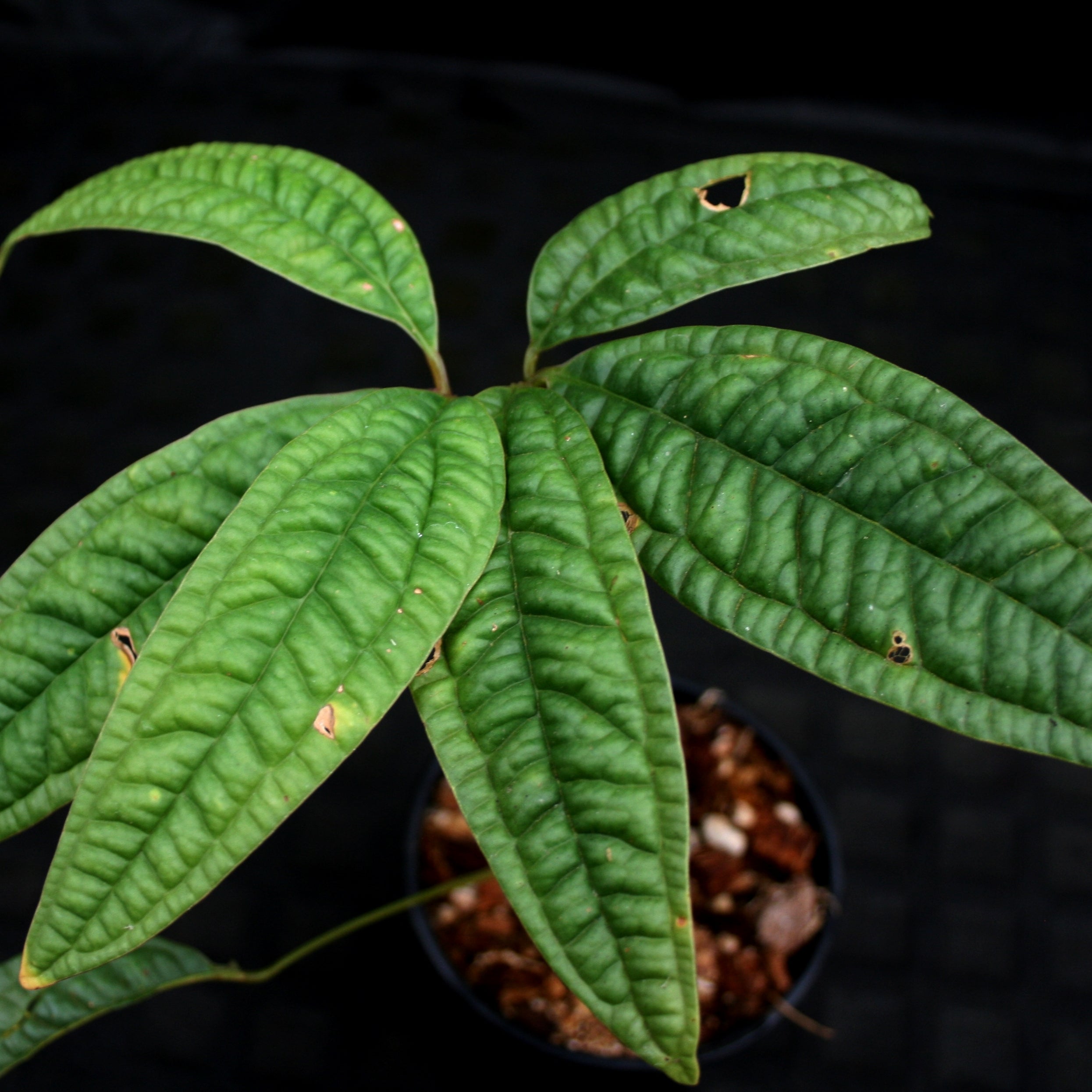 Anthurium Arisaegmoides orders 4