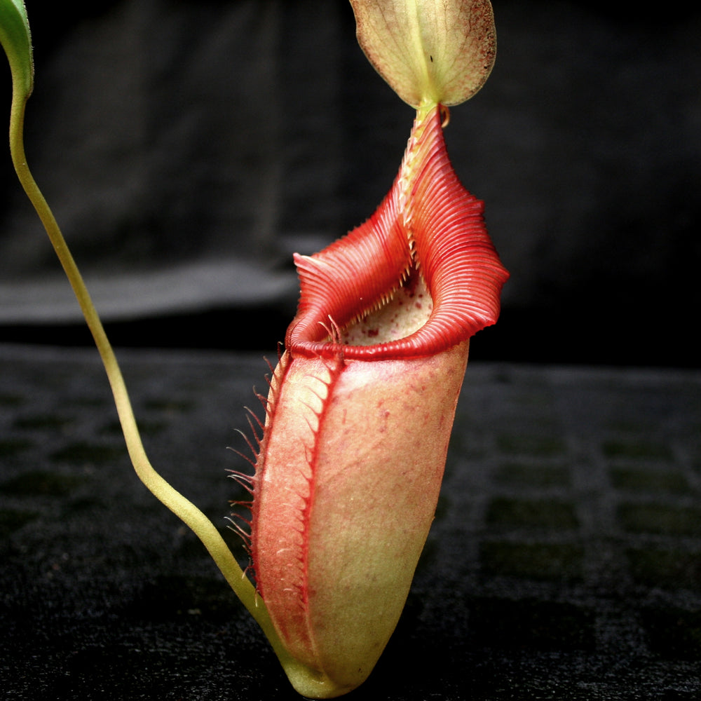 Nepenthes ovata