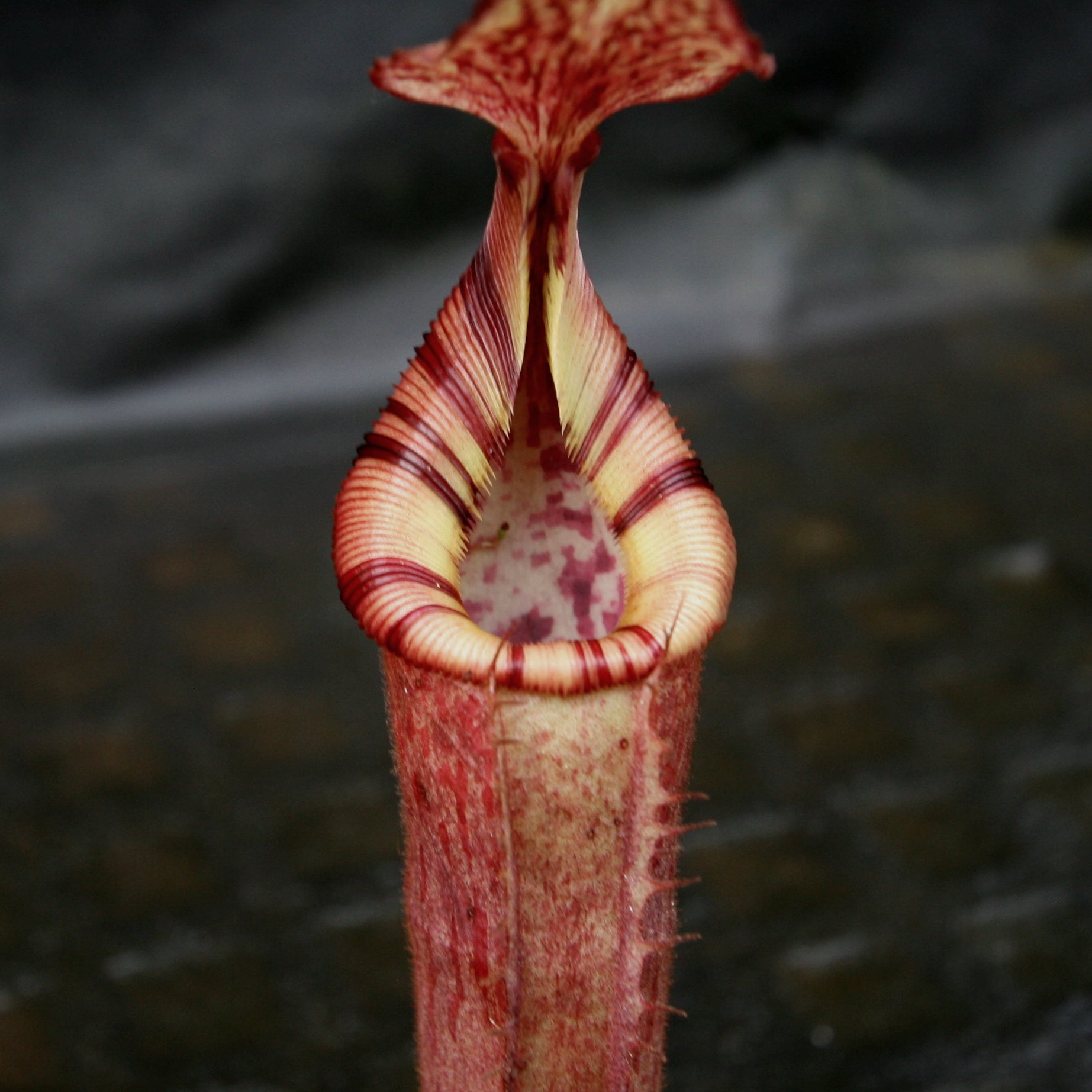 Nepenthes (veitchii x lowii) x (burbidgeae x edwardsiana) – Carnivero