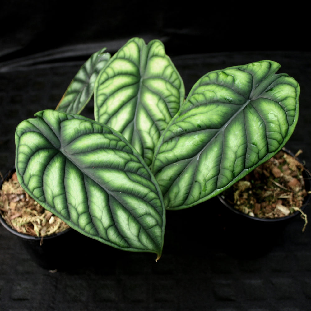 Alocasia baginda 'Dragon Scale'