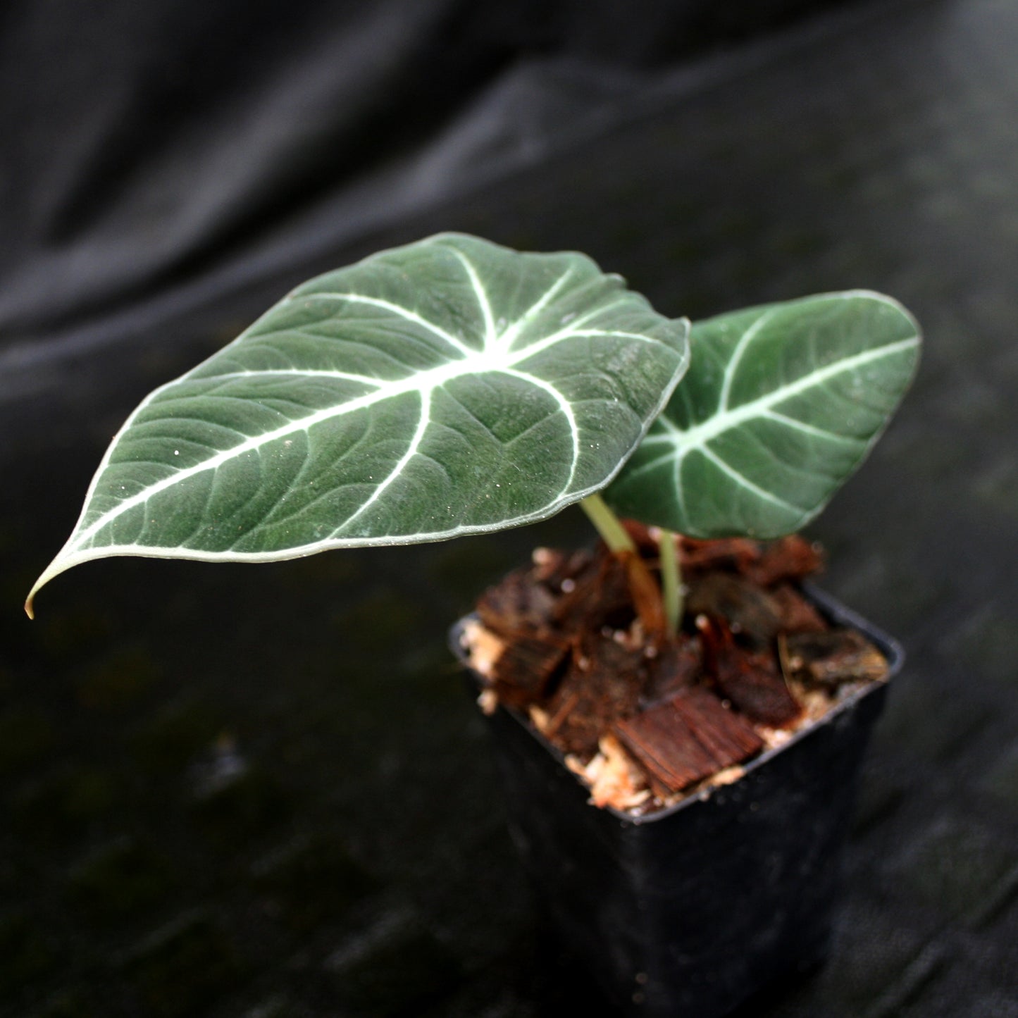 Alocasia reginula 'Black Velvet', Black Velvet Alocasia