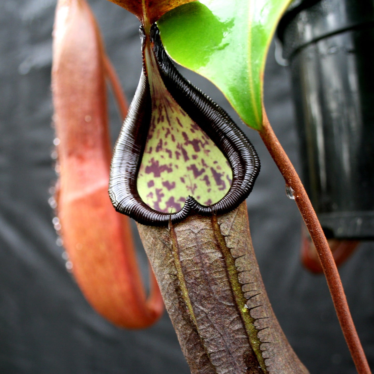 Nepenthes maxima x ramispina, BE-3740