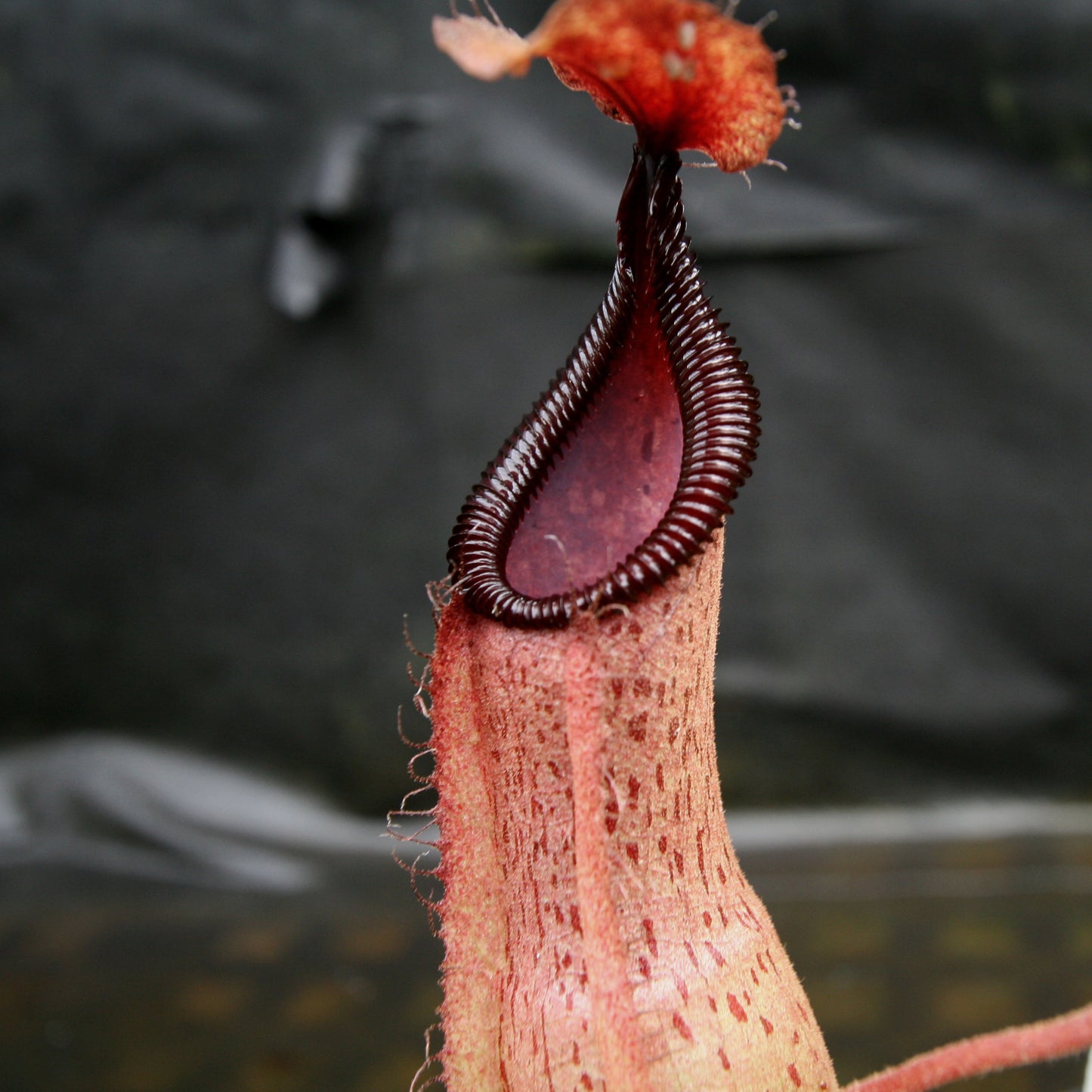 Nepenthes hamata Tambusisi x truncata "Tyrant", CAR-0118