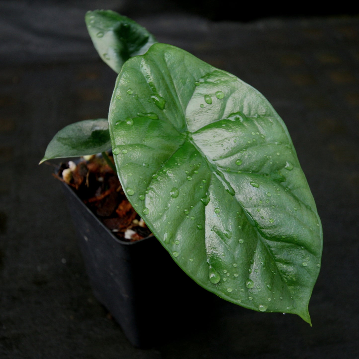 Alocasia sinuata 'Quilted Dreams'